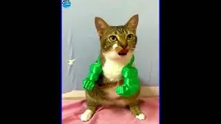 cat and dog funny videos #cat #dog #funny