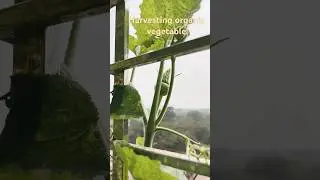 Organic vegetable harvesting in my balcony, low space #harvesting #gardening #shorts