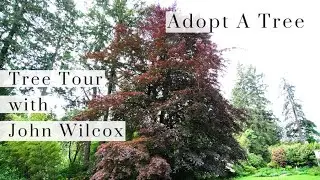 Tree Tour with John Wilcox - Episode 7: The Copper Beech