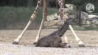 Naissance d'une Girafe r&eacute;ticul&eacute;e &agrave; la R&eacute;serve Africaine de Sigean