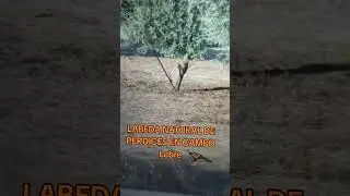 #perdices#en#campo#vevetrankelamente#en#ayri#lebre#e#trankelos