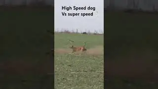 Super Speed Racing Sighthound vs Brown Hare Rabbits #shorts #animaladventure