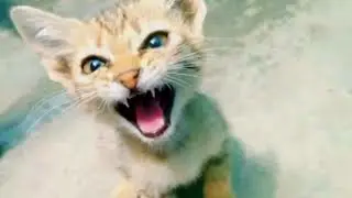 kitten and baby meow meow very funny  🤣 video Delly life blogs live ep.17