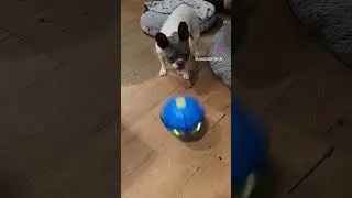 Amazon Find : Flower pop up ball toy 🤣 Audio: Artie Shaw #dogtoys #amazonfinds #amazonpets #shorts