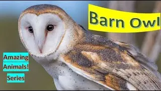 Barn Owl facts🦉 most widely distributed species of owl in the world
