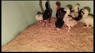 Peru cross chicks for sale...6300927879