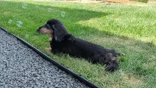 Dachshunds vs Bubbles