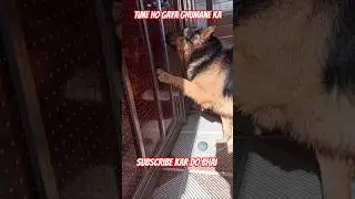 Time ho gaya ghumane ka#germanshepheard #shortvideo