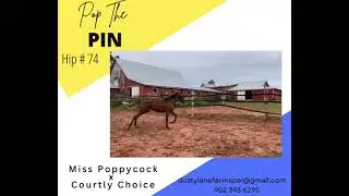 Hip #74 Pop The Pin Video