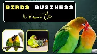 how to get profit from birds