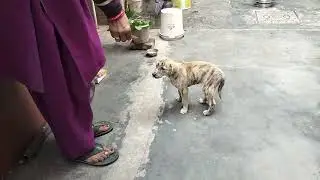 How cute puppy hide food || Puppy Video || Puppy took food and hide the food so nobody take food.
