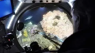 More acidic oceans 'will affect all sea life'