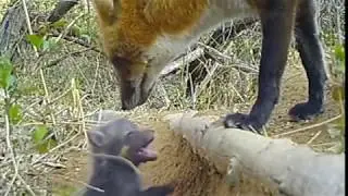 Baby Foxes (kits) Getting Called To Breakfast