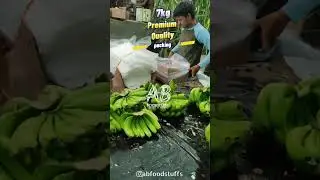 Banana export packing #abfoodstuffs #banana #farming #export #business #dubai #greenharvest #music