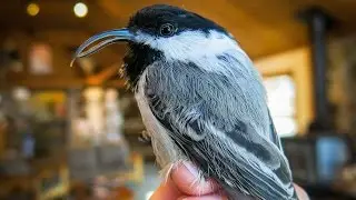 Beak deformities in black-capped chickadees