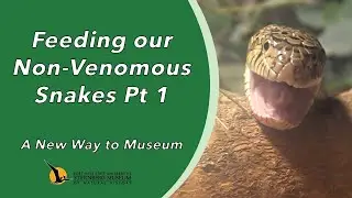 Feeding our Non-Venomous Snakes Pt 1 | A New Way to Museum