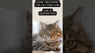 Home treatment for cat hair loss#shorts