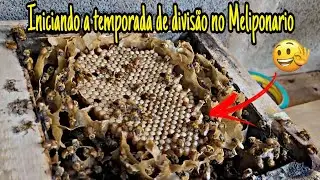 COMEÇANDO A TEMPORADA COM 4 DIVISÃO de  URUÇU AMARELA-BUGIA(Temporada 2023)