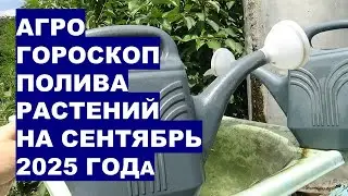 Когда поливать растения в сентябре 2025?