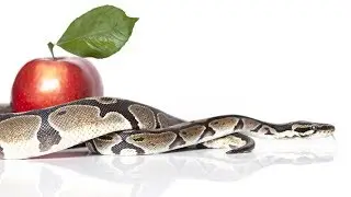 Who Was the Serpent in the Garden of Eden?