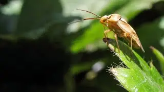 Habitat & Trap Cropping for Managing Strawberry Pests