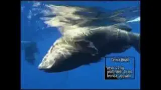 Cernia bruna  22 kg
