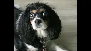 Carly Dog Complains about her Mom's Hair During Coronavirus Stay at Home Order