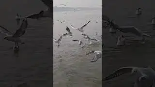 Russian bird in prayagraj.. how they cross border without passport visa.. #nature #birds