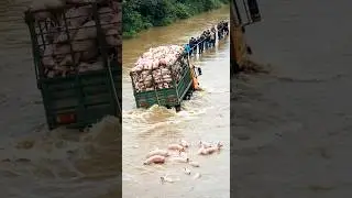 🔥 INSANE Flood Rescue in China! Massive Pig Truck in Raging Water! 🐖💦 #chinaflood #roperescue