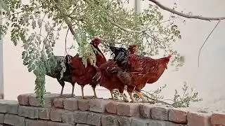 Rooster Eating tree Leaves