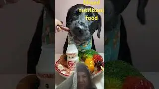 mixed dog food
