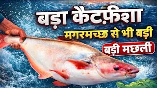 Pangasius Fish Cutting & Slicing, Expert Butcher Cutting Fish At Fish Market