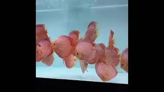 Red Dragon Discus Fish Tank | Rare Discus Verities | Red Verities