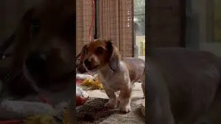 Adorable PUPPY Barking #dachshund #dog #puppy