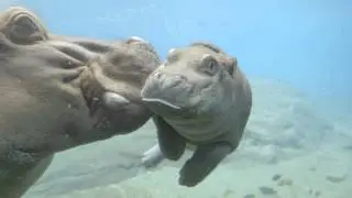 Curious Hippo Calf Plays Peek-a-Boo with San Diego Zoo Guests