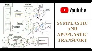 Transport in Plants -Symplastic and Apoplastic Transport( Short distance transport)