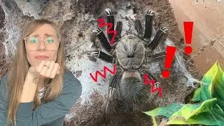 tarantulas with ATTITUDE! top 5 INTERMEDIATE species