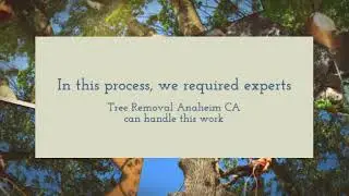 Tree Removal Anaheim CA has combined experience.24/7 emergency services