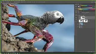 Introduction to Photoshop - 11 - Animal Morph I (Parrot Crab)