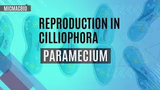 SEXUAL REPRODUCTION IN PARAMOECIUM