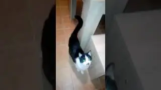 Katze macht auf Kommando Sitz😂