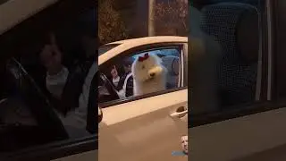 #dog #pets #maltese #music #shortsfeed #love #cachorro