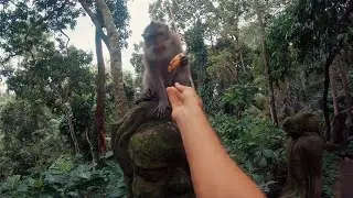 Bali Through My Eyes (POV) - GoPro HERO 6 (AWARDS WINNER)