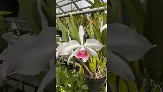 Laelia purpurata var. carnea is a unique #orchid species with a pink lip & white sepals! #flowers
