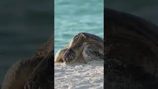 Beautiful wildlife moment!