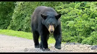 Two Bears, One Ride: Unexpected Wildlife Moments on a Backwoods Motorcycle Route