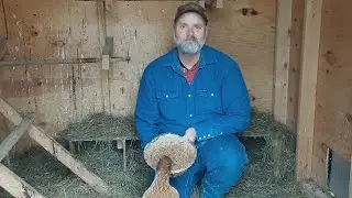 This is my argument for wet feeding chickens.