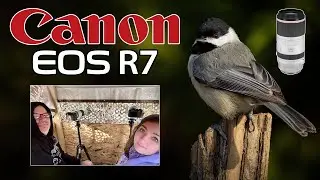 Canon R7 Backyard Birds from Our Blind / Hide with RF 100-500 Lens!