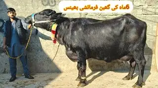 ملک بشارت دھمتل ایک فرمائشی ایک گھبن ایک بلکل سجری سوئی بھینسیں برائے فروخت29جنوری2026 apna surkyian