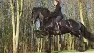 Koń fryzyjski